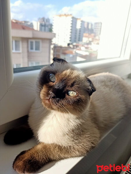 Scottish Fold, Kedi  Pamuk fotoğrafı