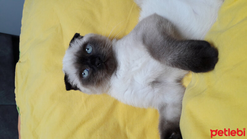 Scottish Fold, Kedi  Pamuk fotoğrafı