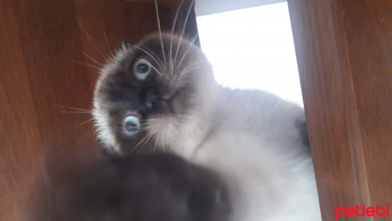 Scottish Fold, Kedi  Pamuk fotoğrafı