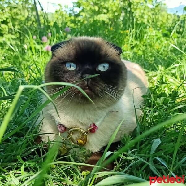 Scottish Fold, Kedi  Pamuk fotoğrafı