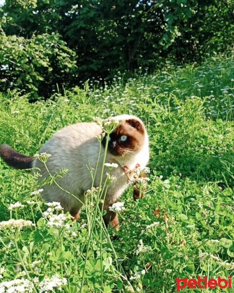 Scottish Fold, Kedi  Pamuk fotoğrafı