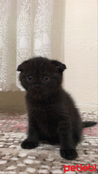 Scottish Fold, Kedi  Kömür fotoğrafı