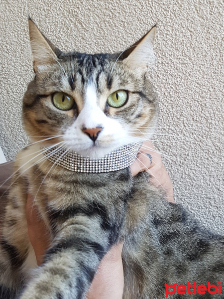 Tekir Kedi, Kedi  Missa fotoğrafı