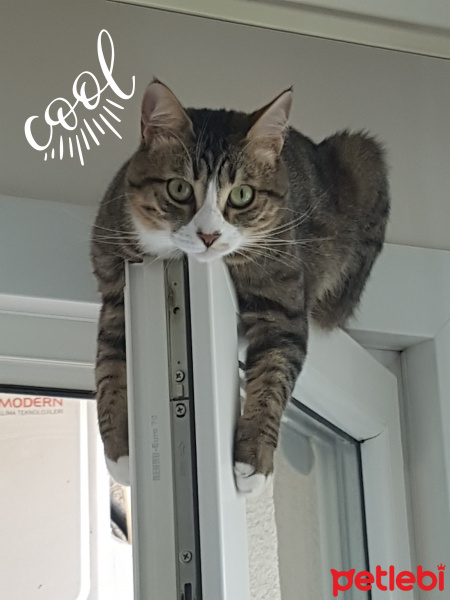 Tekir Kedi, Kedi  Missa fotoğrafı