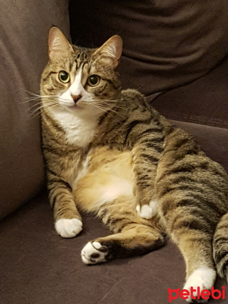 Tekir Kedi, Kedi  Missa fotoğrafı