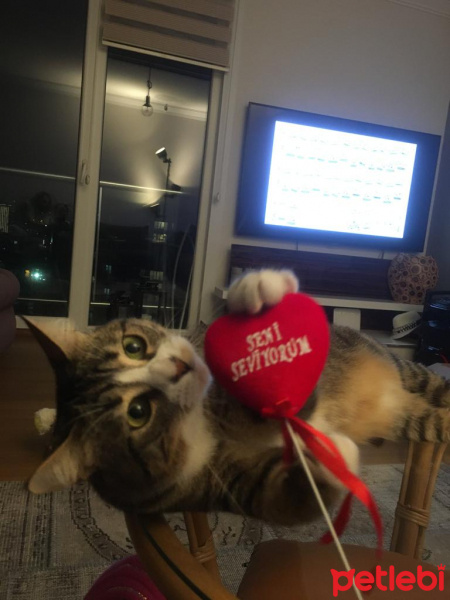 Tekir Kedi, Kedi  Missa fotoğrafı