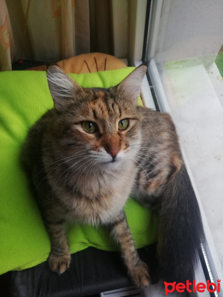 Norwegian Forest, Kedi  Elf fotoğrafı