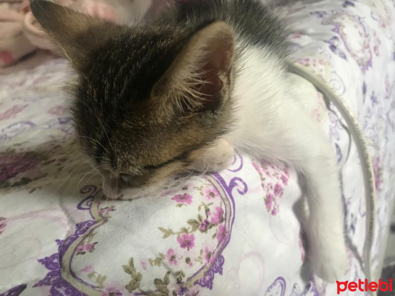 Tekir Kedi, Kedi  İncir fotoğrafı