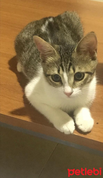 Tekir Kedi, Kedi  İncir fotoğrafı