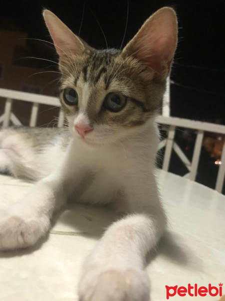 Tekir Kedi, Kedi  İncir fotoğrafı