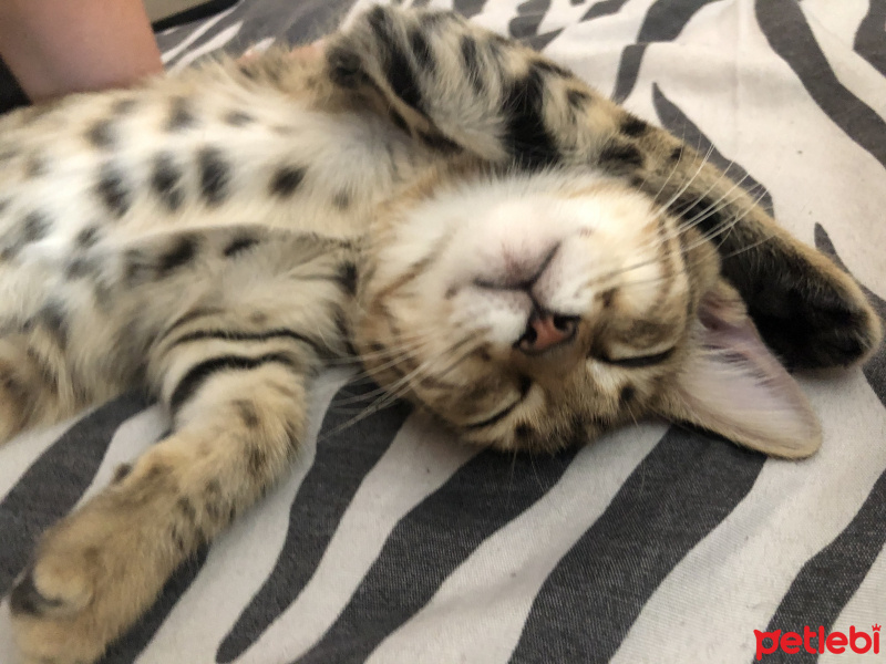 Tekir Kedi, Kedi  Üzüm fotoğrafı