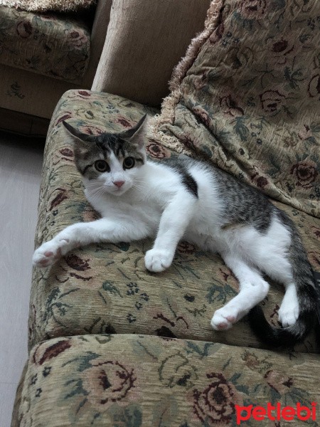 Tekir Kedi, Kedi  Çilek fotoğrafı