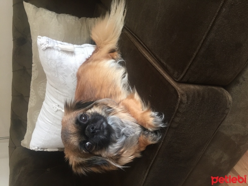 Pekingese, Köpek  LALA fotoğrafı