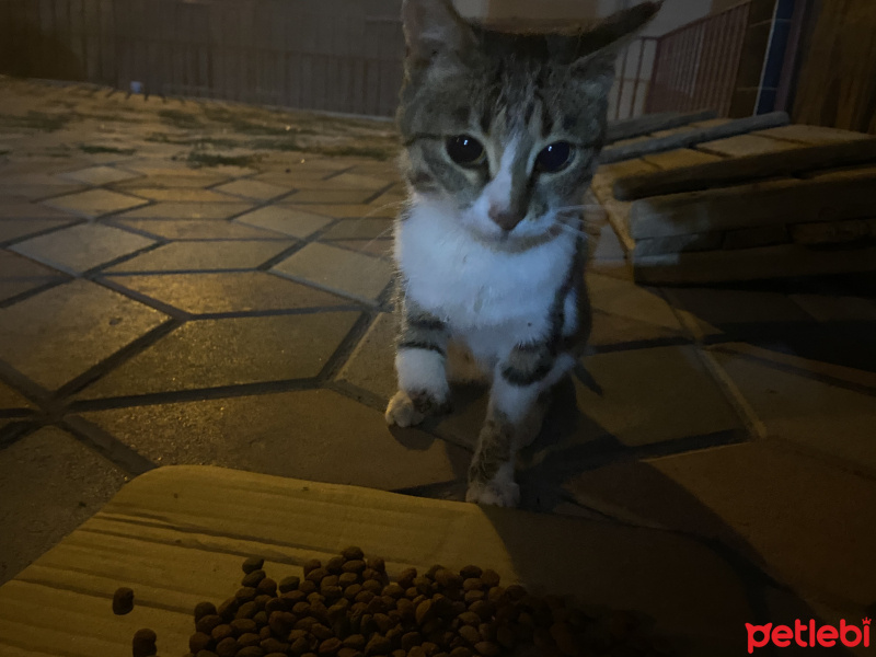 Tekir Kedi, Kedi  Deniz fotoğrafı