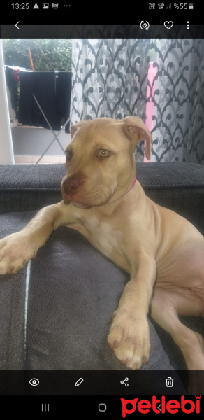 Amerikan Pitbull Terrier, Köpek  Dora fotoğrafı