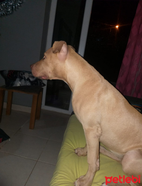 Amerikan Pitbull Terrier, Köpek  Dora fotoğrafı