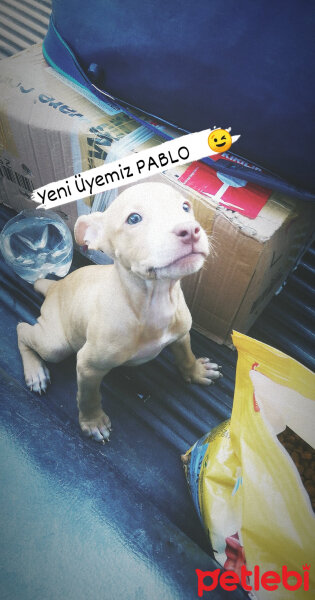 Amerikan Pitbull Terrier, Köpek  Pablo fotoğrafı