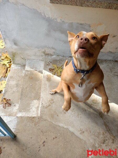 Amerikan Pitbull Terrier, Köpek  Pablo fotoğrafı