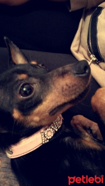 Minyatür Pinscher, Köpek  Contest fotoğrafı