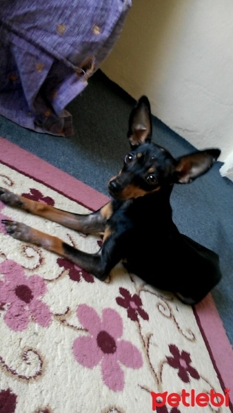 Minyatür Pinscher, Köpek  Contest fotoğrafı