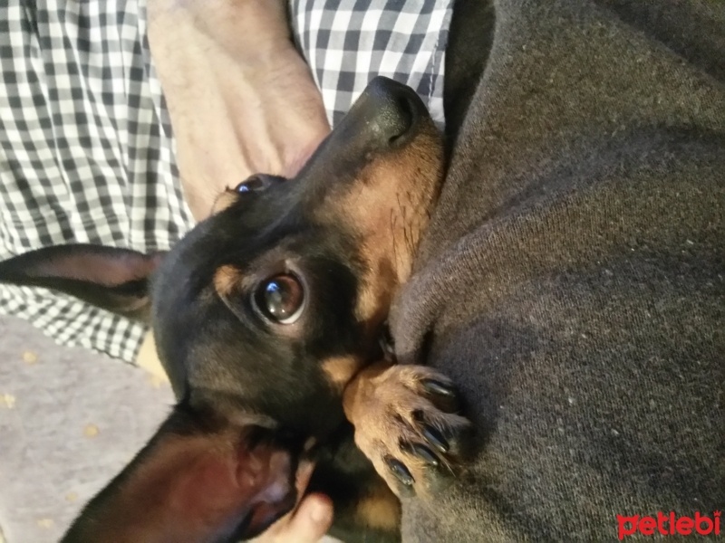 Minyatür Pinscher, Köpek  Contest fotoğrafı