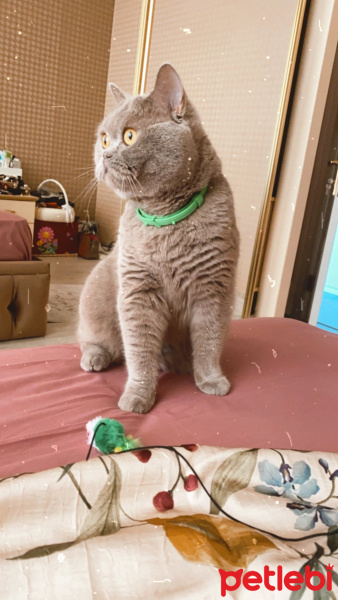 British Shorthair, Kedi  Mario fotoğrafı