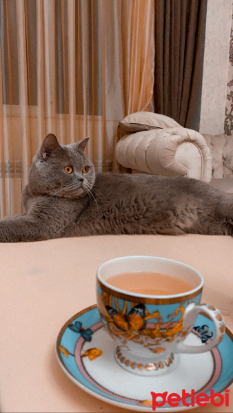 British Shorthair, Kedi  Mario fotoğrafı