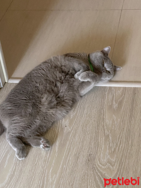 British Shorthair, Kedi  Mario fotoğrafı