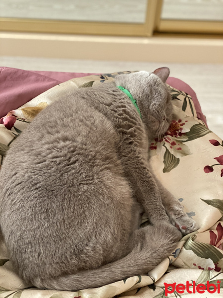 British Shorthair, Kedi  Mario fotoğrafı