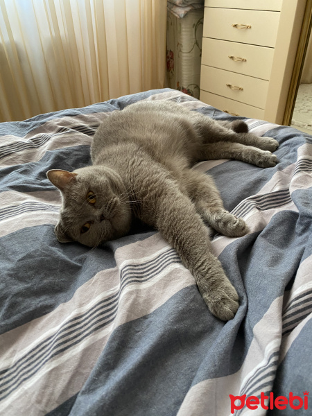 British Shorthair, Kedi  Mario fotoğrafı
