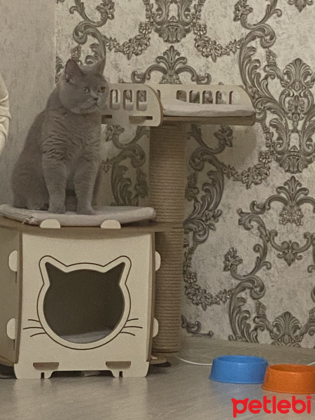 British Shorthair, Kedi  Mario fotoğrafı