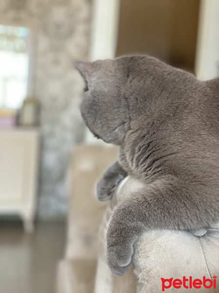British Shorthair, Kedi  Mario fotoğrafı