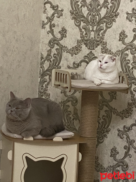 British Shorthair, Kedi  Mario fotoğrafı