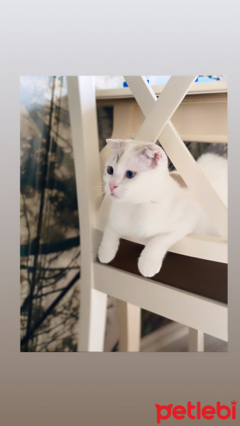 Scottish Fold, Kedi  Lili fotoğrafı