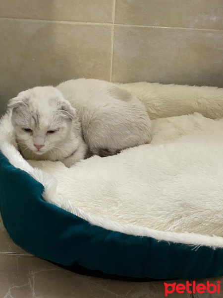 Scottish Fold, Kedi  Lili fotoğrafı