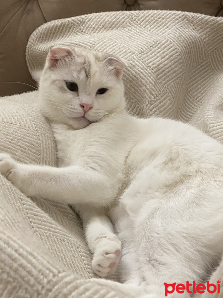 Scottish Fold, Kedi  Lili fotoğrafı