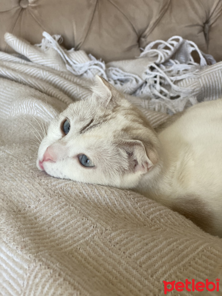 Scottish Fold, Kedi  Lili fotoğrafı