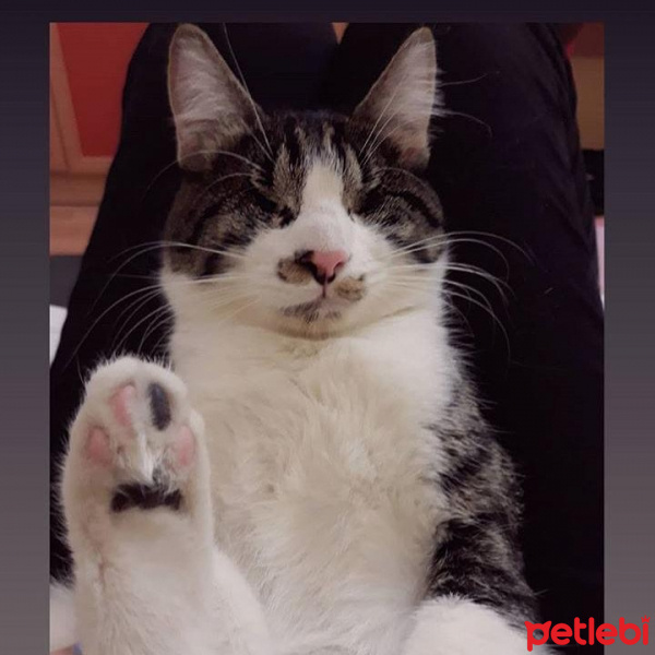 Tekir Kedi, Kedi  Bulut fotoğrafı
