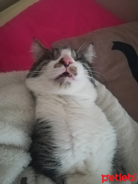 Tekir Kedi, Kedi  Bulut fotoğrafı
