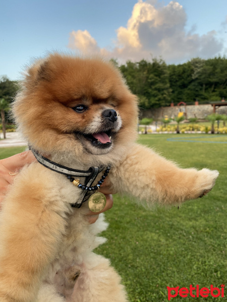 Pomeranyalı, Köpek  Oscar mascara fotoğrafı
