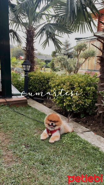 Pomeranyalı, Köpek  Oscar mascara fotoğrafı