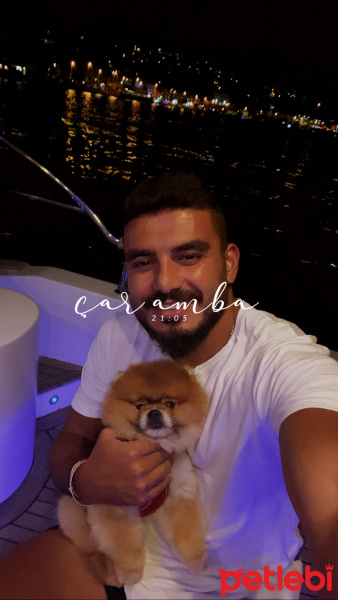 Pomeranyalı, Köpek  Oscar mascara fotoğrafı
