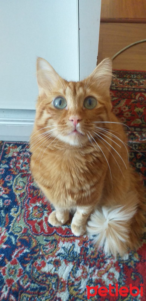 Sarman, Kedi  Çakır fotoğrafı