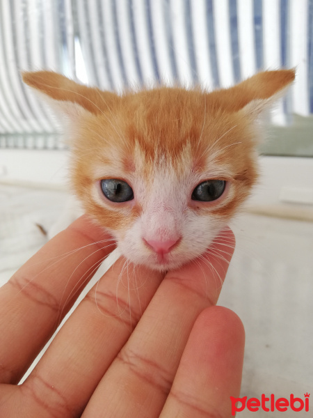 Tekir Kedi, Kedi  Boncuk fotoğrafı