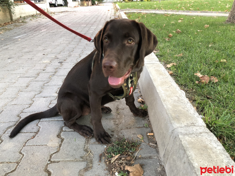 Labrador Retriever, Köpek  Jessie fotoğrafı