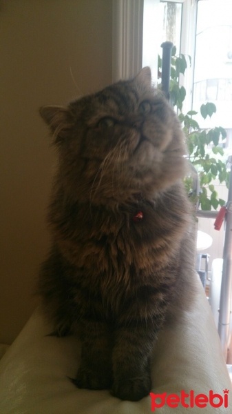 Chinchilla, Kedi  Pati fotoğrafı