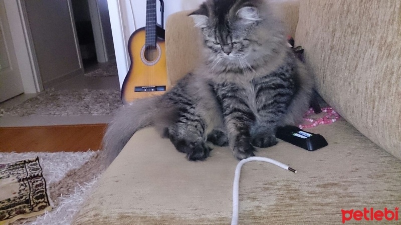 Chinchilla, Kedi  Pati fotoğrafı