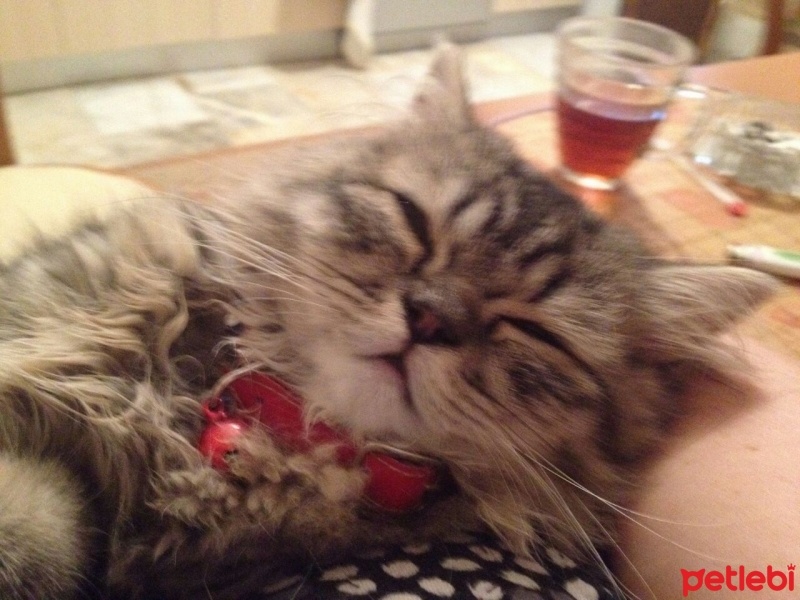 Chinchilla, Kedi  Pati fotoğrafı