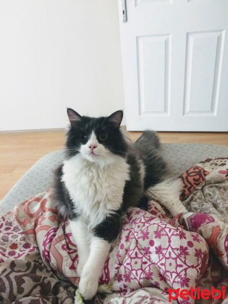Ragamuffin, Kedi  EİRENE fotoğrafı