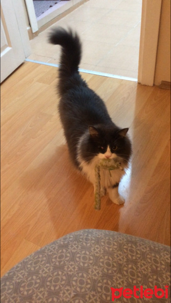 Ragamuffin, Kedi  EİRENE fotoğrafı
